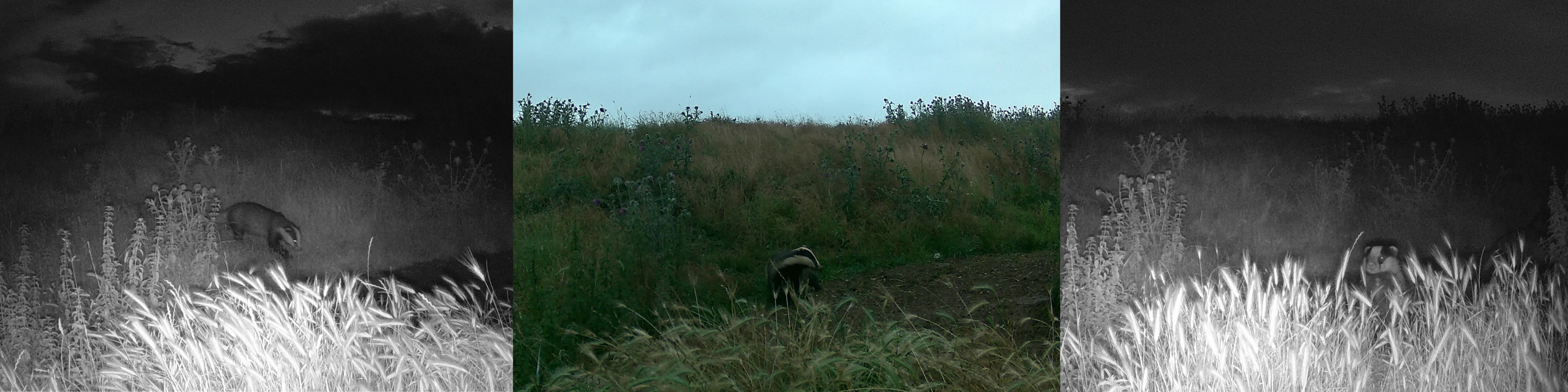 badger_1